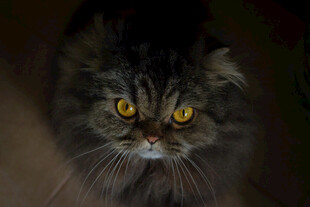 凝视的长毛猫