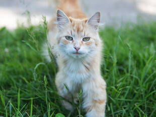 草地上的长毛猫咪
