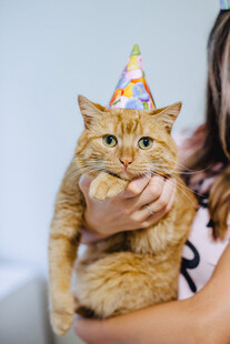 戴帽橘猫被温柔捧在手中