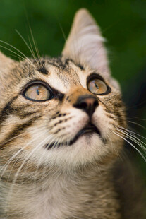 仰头小猫眼神灵动可爱