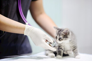 兽医为小猫做检查