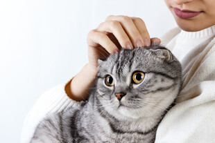 温柔抚摸可爱灰猫
