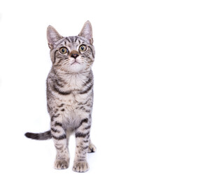 可爱虎斑猫坐立姿态
