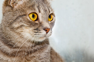 凝视的灰猫
