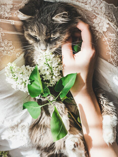 手抚猫咪伴花温馨时刻