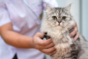 猫咪接受兽医检查