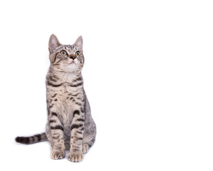 可爱条纹猫咪端坐