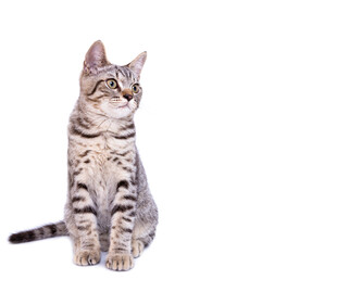 坐着的斑纹猫咪