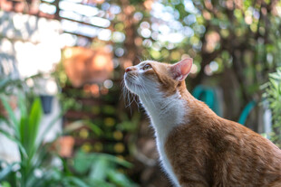 仰头猫咪身处绿植间