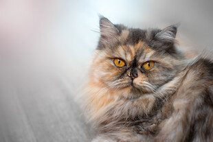 长毛猫特写