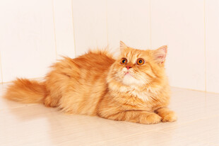 橘色长毛猫慵懒趴地