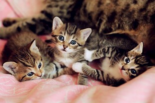 可爱小猫依偎在一起