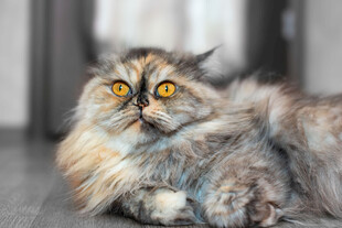 长毛猫侧卧眼神灵动
