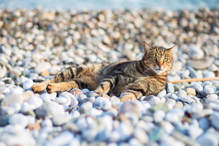 石子上休憩的斑纹猫咪