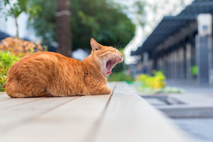 橘猫惬意打哈欠