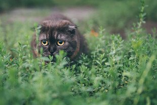 草丛中的可爱猫咪