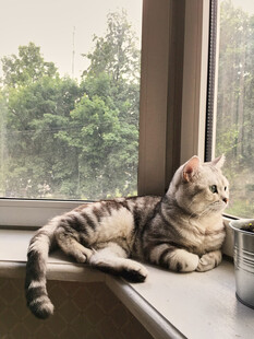 窗边慵懒猫咪