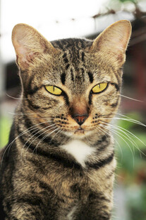凝视的斑纹猫