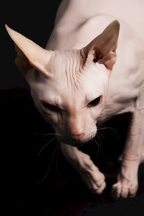 无毛猫低头特写