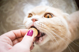 猫咪张嘴吃零食瞬间