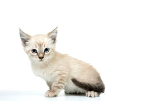 可爱小猫咪独坐