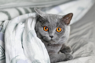 灰猫裹在毯中好奇张望