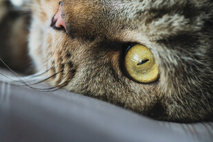 猫咪特写明亮大眼惹人怜