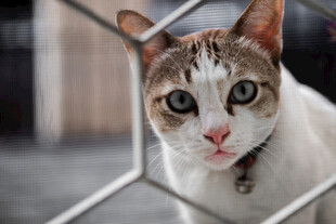 可爱猫咪透过网格好奇张望