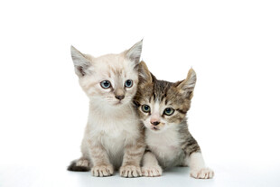 可爱双小猫依偎在一起
