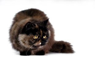 可爱长毛猫专注姿态