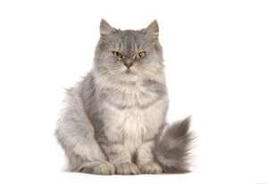 坐着的灰毛猫咪