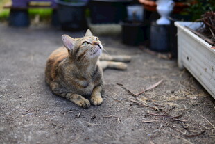 庭院中休憩的橘猫