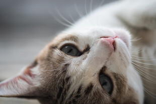 仰头卖萌的可爱猫咪
