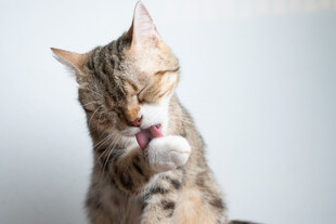 猫咪舔爪瞬间