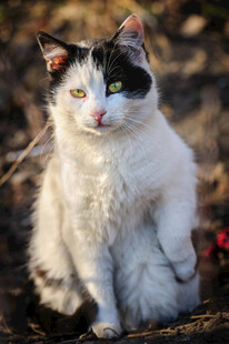 黑白花猫坐于户外