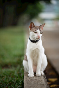 白棕猫咪坐于石上