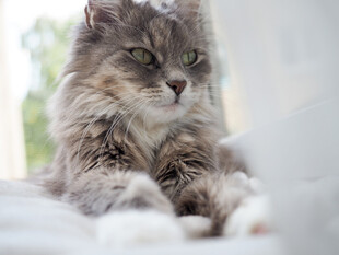 慵懒长毛猫惬意趴卧