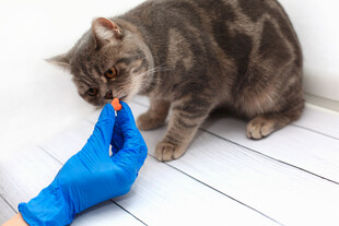 戴蓝手套喂猫的温馨瞬间