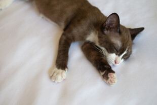 酣睡中的可爱猫咪