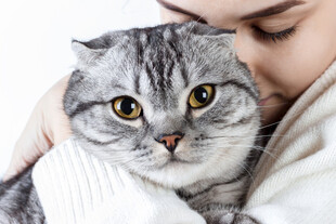 女子温馨拥抱可爱灰猫咪