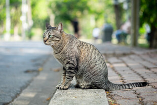 路边蹲坐的条纹猫咪