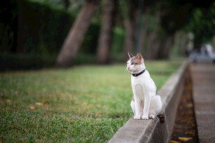 墙头猫咪眺望绿意