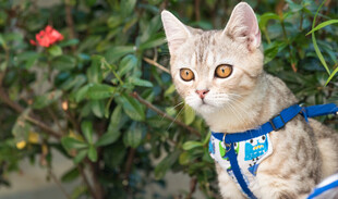戴牵引绳的可爱小猫