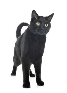 站立的黑猫