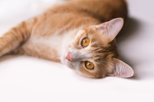 橘猫侧卧眼神灵动可爱