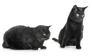 两只黑猫对视