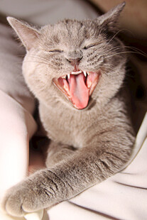打哈欠的灰猫
