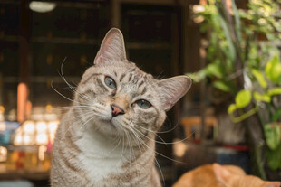 抬头的斑纹猫咪