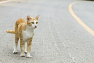 路上的橘白相间猫咪