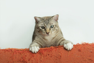 萌猫趴于橙色垫子上